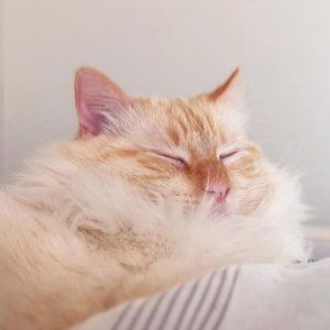 Meet your Posher, Joyce